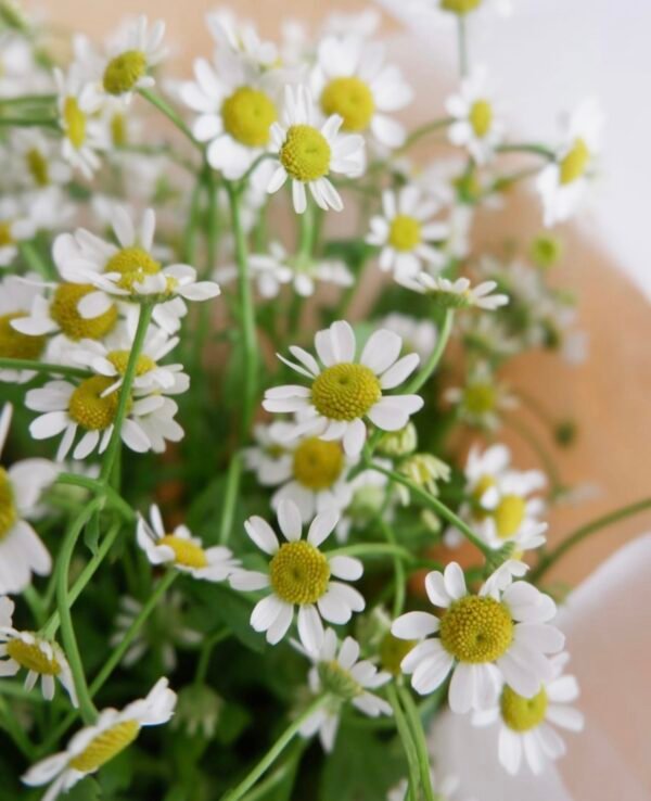 Small Daisy Bouquet - Image 4